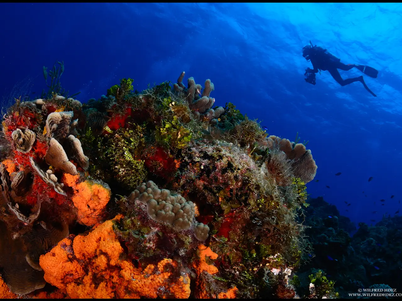 Red Sea Exploration: A Journey into Aquatic Bliss