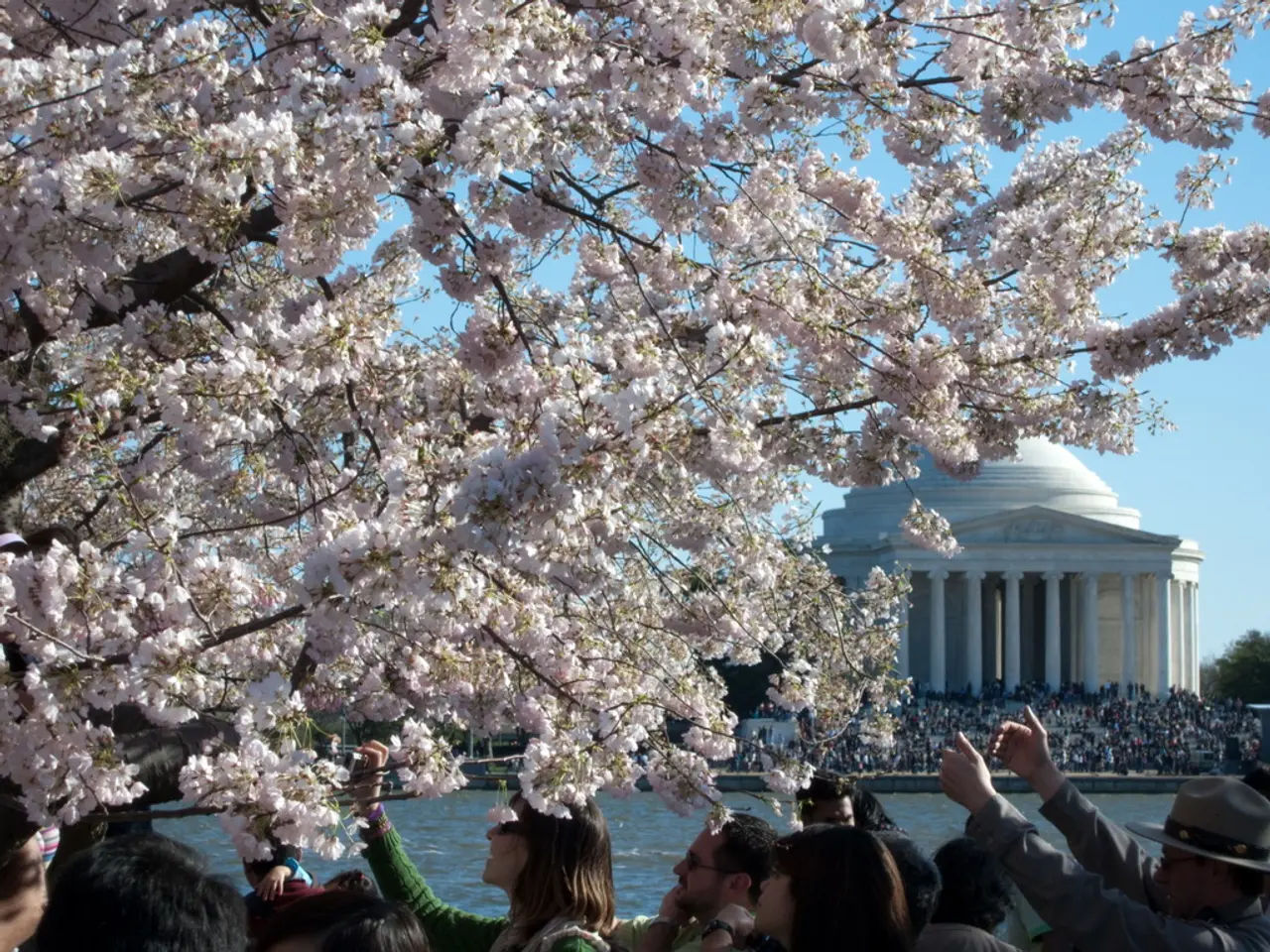 Portugal's Creative Hub: Fundão, Known for Its Cherry Delicacies