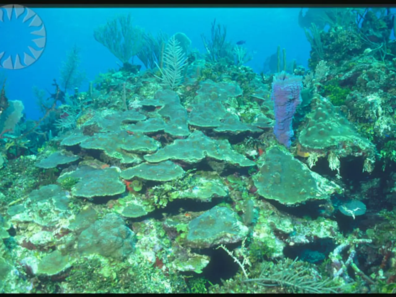 Aquatic Permaculture Guide for Hanging Gardens in Water