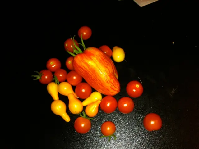 Top-Notch Dried Fruits Ideal for Elderly Individuals