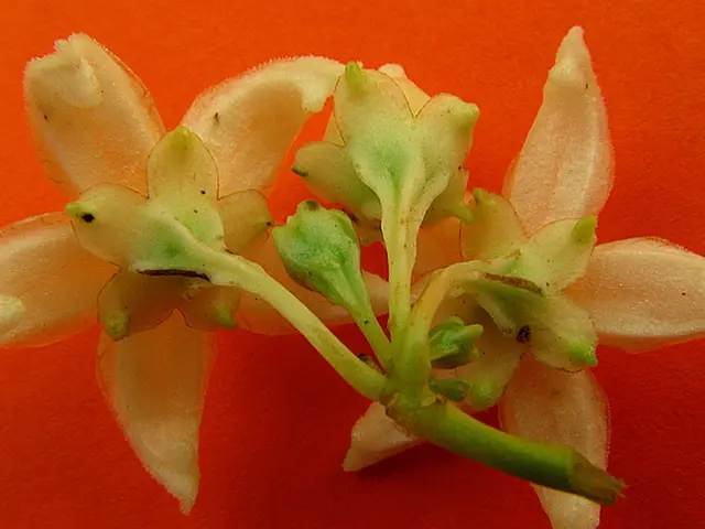 Ten Blossoming Whites: Ideal for Every Backyard Blooms