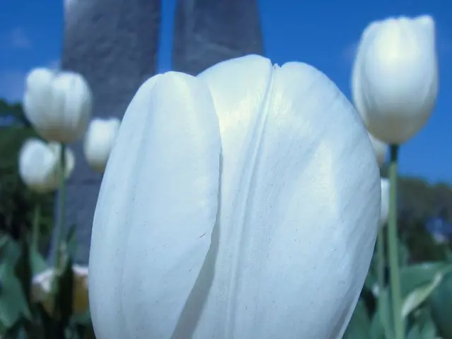 Transform your visual realm with Nature and Abstract Art backdrops for Pixel 3 Honor devices,...