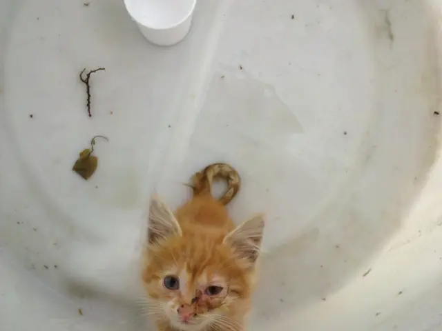 Boiler Installation and Replacement Services Available in Newcastle upon Tyne