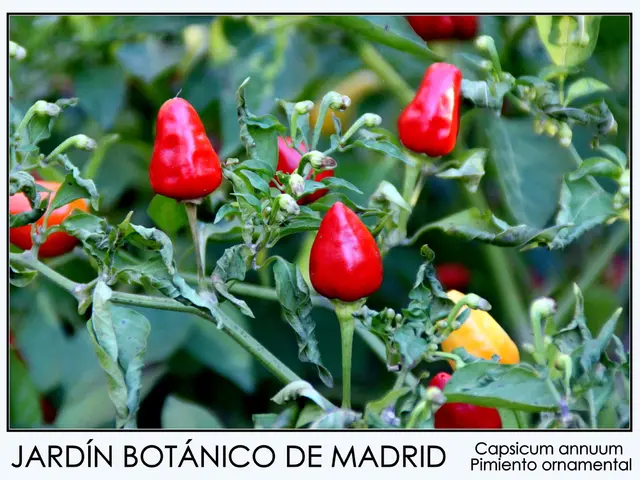 Identifying an Overabundance of Pessimistic Individuals: Recognizing Symptoms and Coping Strategies