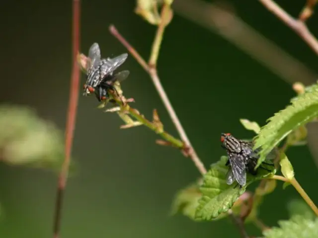 Protecting Milkweed from Aphids Without Endangering Caterpillars: Steps for Safe, Efficient...