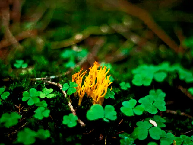 Uncover the perfect indoor plant for your birth month and learn the tricks for nurturing it...