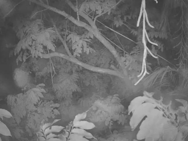 Guidance for Crafting Outdoor Bonsai: Sculpting for Durability and Aesthetics