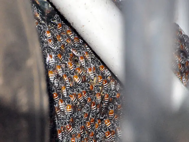 Cost comparison: Why our Manuka Honey is priced higher than that sold at Costco