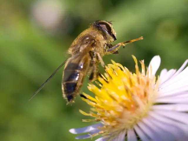 What Sets Our Manuka Honey Website Apart from Competitors?