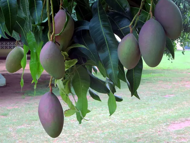 Registration of the Arun Family's Getfarms Mango Plantation in Chengalpattu District Completed