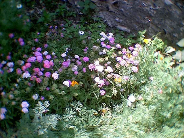 Succulent Plants Perfect for Closed Terrariums: Expert Suggestions