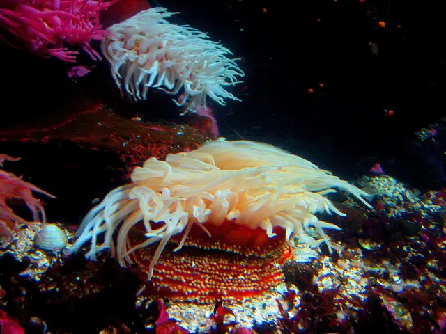 Collaborative Initiative for Advanced Coral Recovery: Pioneering Next-Generation Coral Restoration...