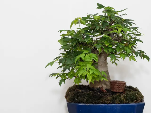 Revitalizing a Neglected Bonsai: Intensive Hydration and Restoration Techniques Underwater