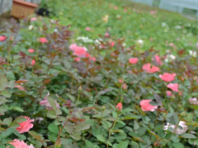 Stunning and fragile autumnal blooms, complementing the season's palette beautifully.