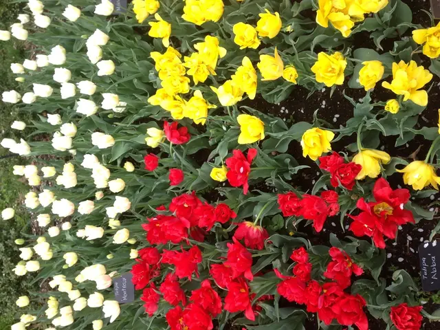 Top Choices of Indoor Plants Thriving in Low-Light Conditions