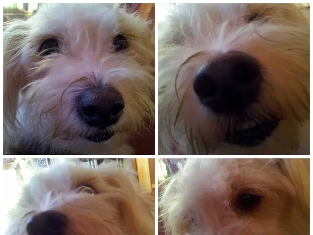 Essential information on American Bulldogs: 1) Origin in U.S.A. in 19th century, 2) Bred for...