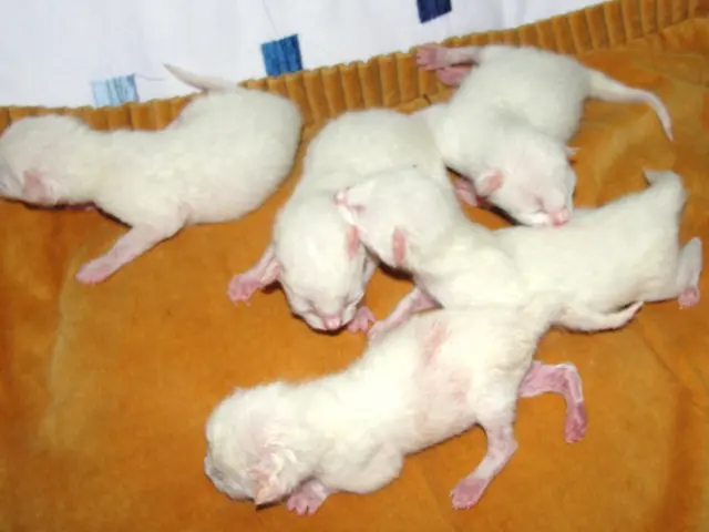 Stressing Rats Proactively: Techniques to Inhibit Their Reproduction in New York