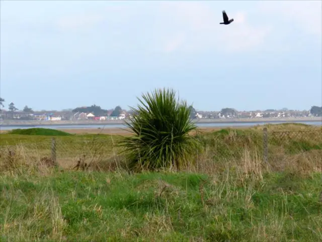 Discovering the Natural World Through Avian Exploration: A Beginner's Guide to Birdwatching
