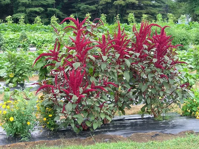 Soil Revitalization through Legumes: Mother Nature's Organic Restoration Method