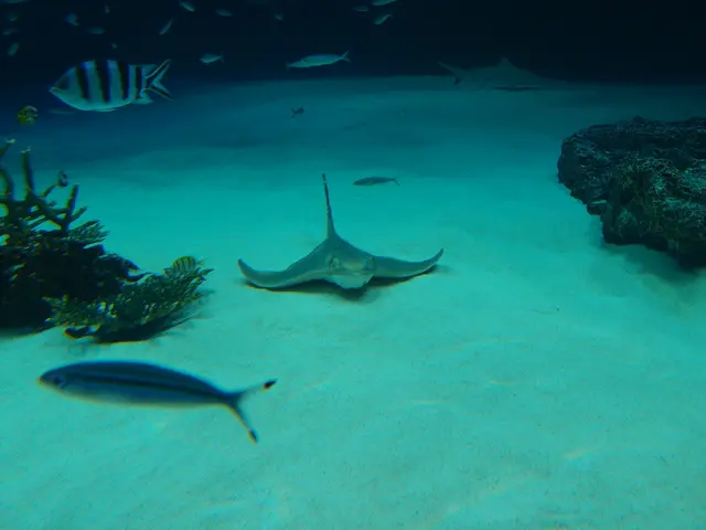 In the image we can see underwater environment. In the water there are some fishes and plants and...