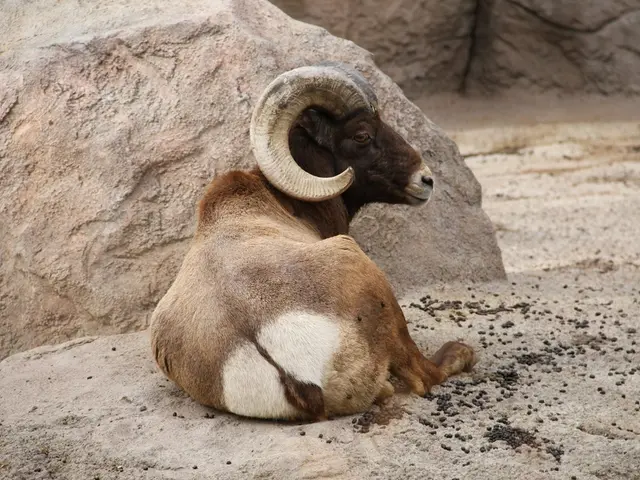 In the image there is a goat sitting on the ground. In the background there are rocks.
